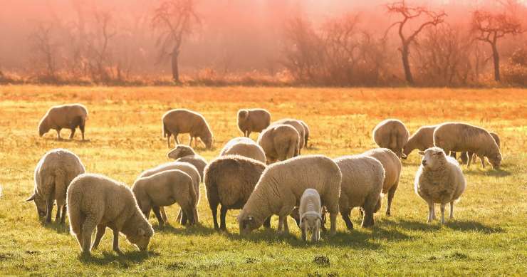 grupo de ovejas (Foto Pixabay)