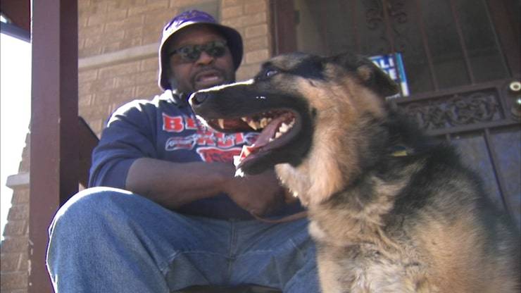 Pastor aleman para ciegos