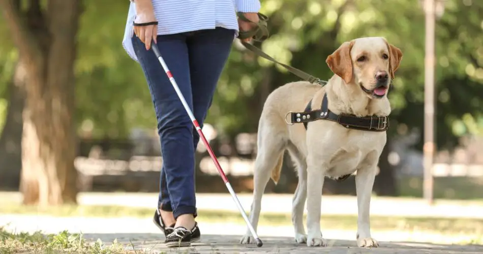 Razas de perros para ciegos: las más adecuadas para papel - Vida Mascotas ▷➡️