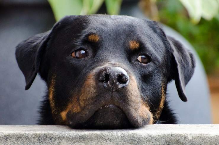 perro se niega a subir el coche del propietario
