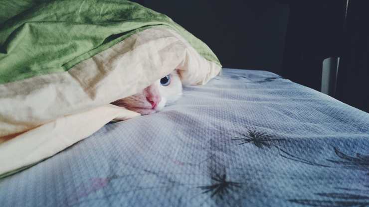 piel de gato