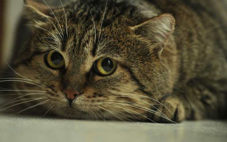 gato asustado