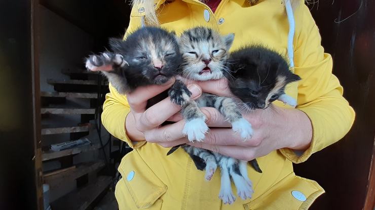 tres gatitos encontraron granero
