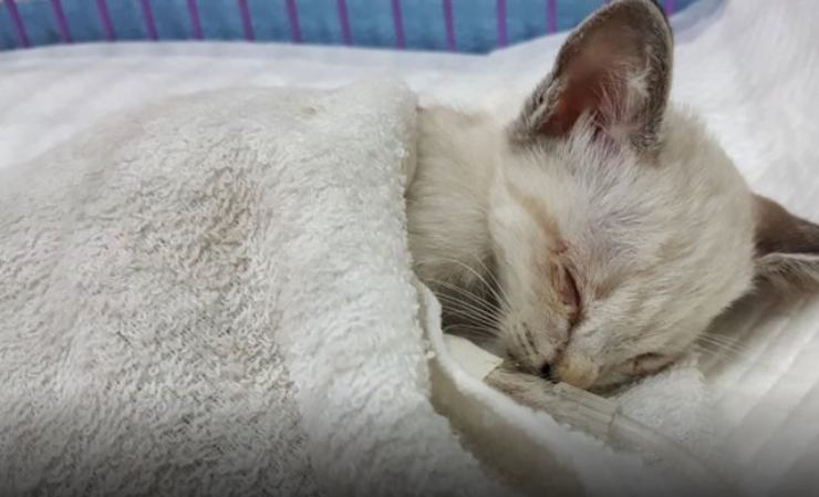 los niños encuentran el granero del gatito