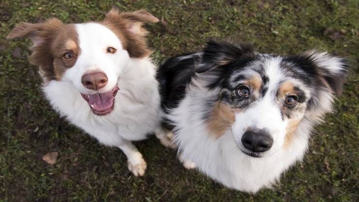 Razas de perros compatibles con el pastor australiano