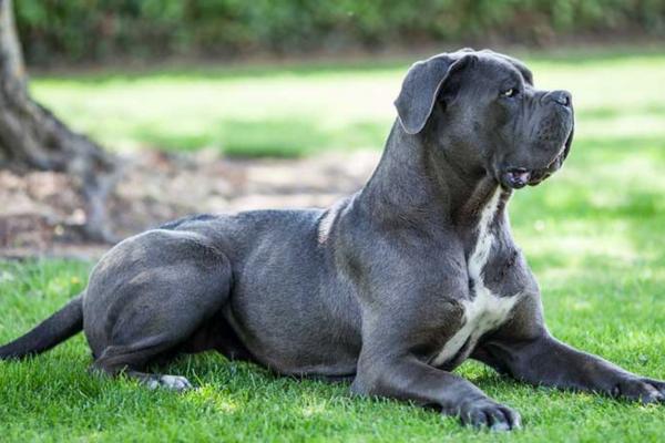 Los 10 perros más comunes en Italia: características y curiosidades - perro corso