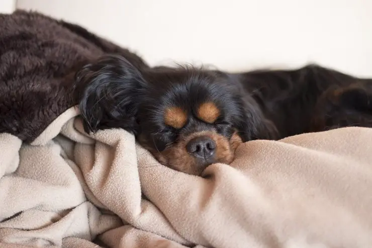 perro duerme duerme se vuelve sobre sí mismo