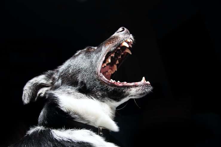perro gruñe amenazadoramente