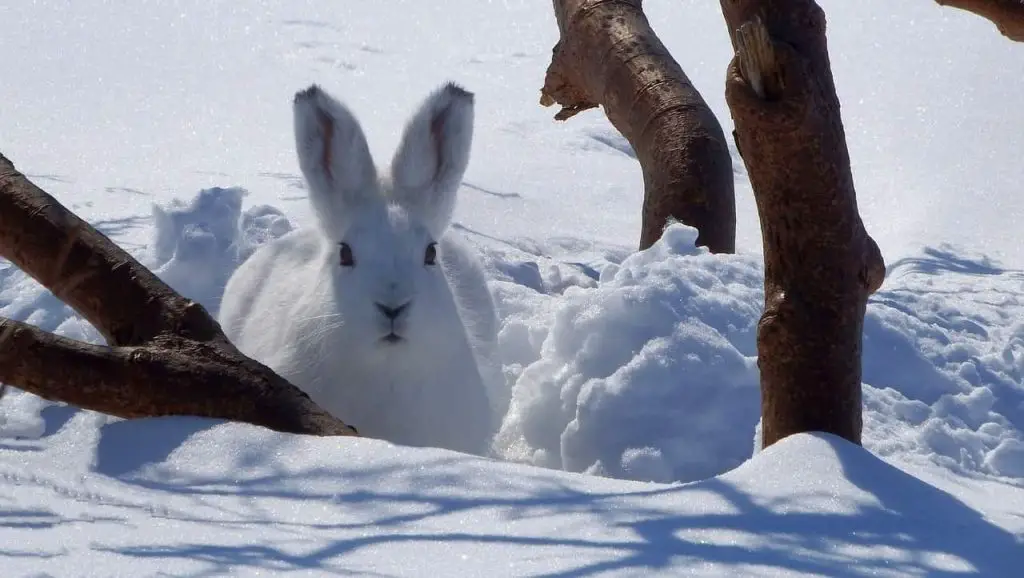 Animales en la nieve: 5 especies que viven y se han adaptado al duro