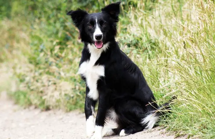 border collie aseo cuidado del cabello baño de bebé