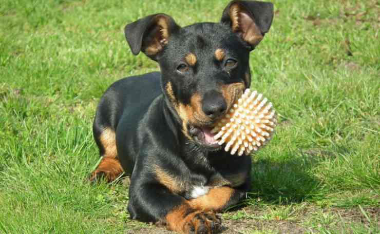 perro con juego