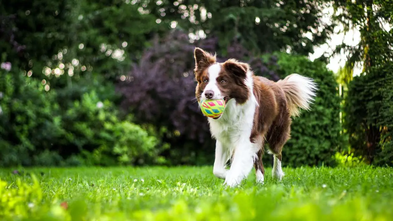 perro corre con pelota