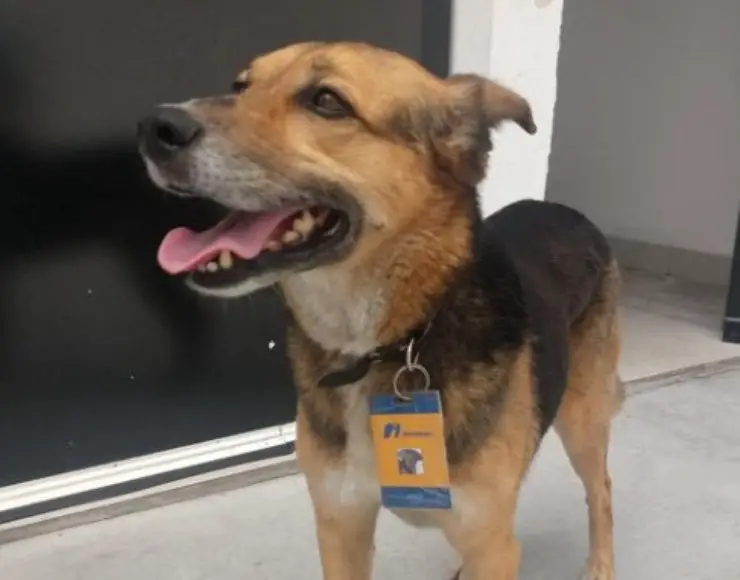 asistente de gasolinera perro callejero