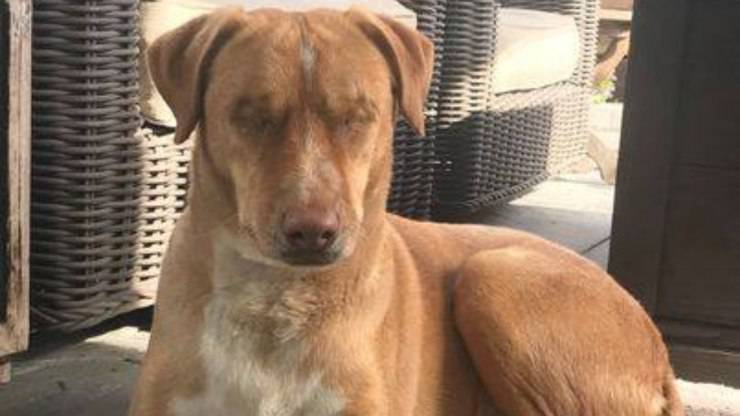 Louis Blind Dog