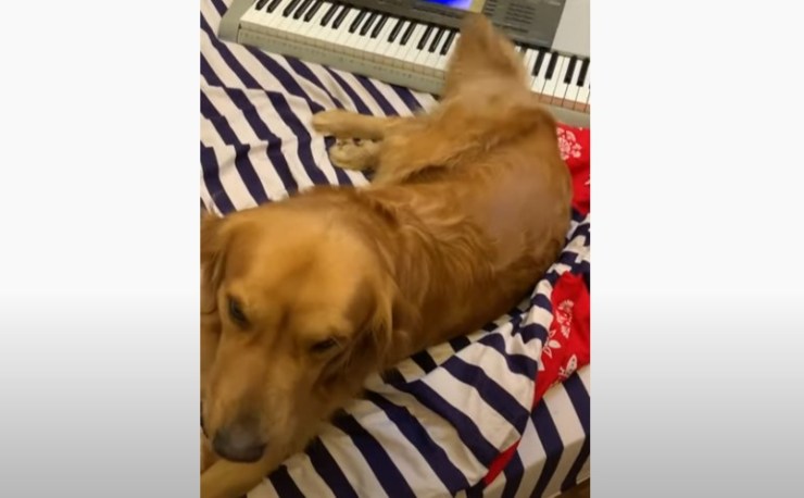 perrito toca el piano de cola