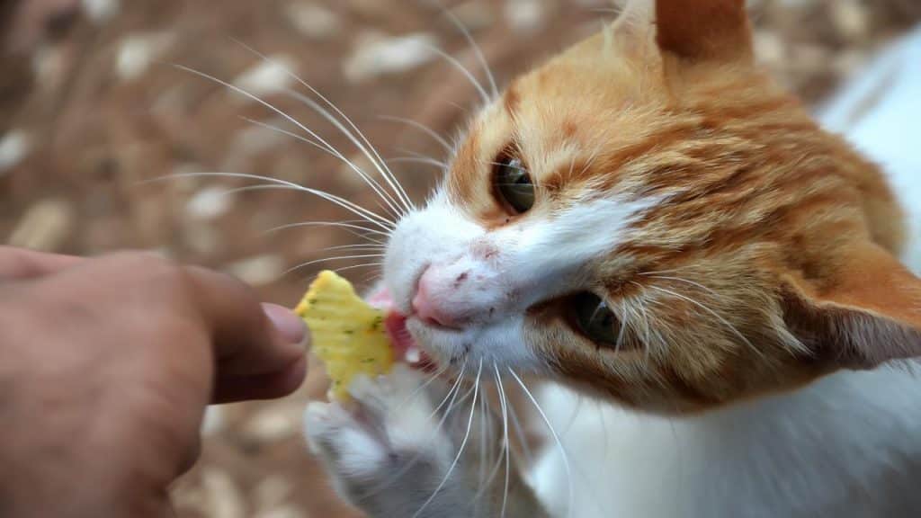 Pueden los gatos comer son los beneficios de la fruta para nuestro - Vida con Mascotas ▷➡️