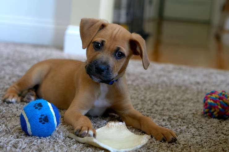 juegos para perro que muerde