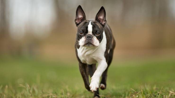 son los boston terriers propensos a problemas en las articulaciones