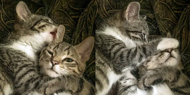 gatos abrazados