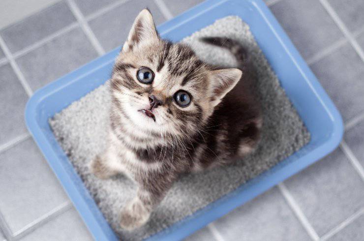 gatito en la caja de arena