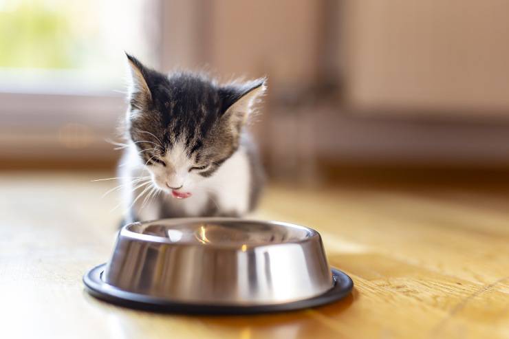 alimentando gatito