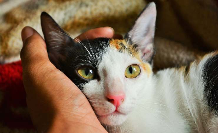 gatito vitamina a