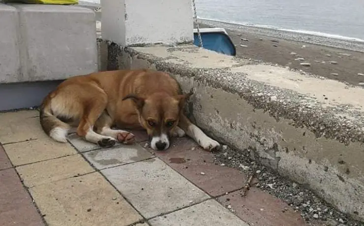 Adopción del perro Alvin