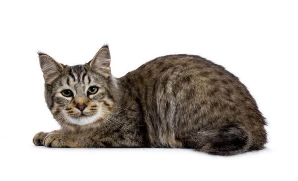 Razas de gatos sin cola - Pixie bob