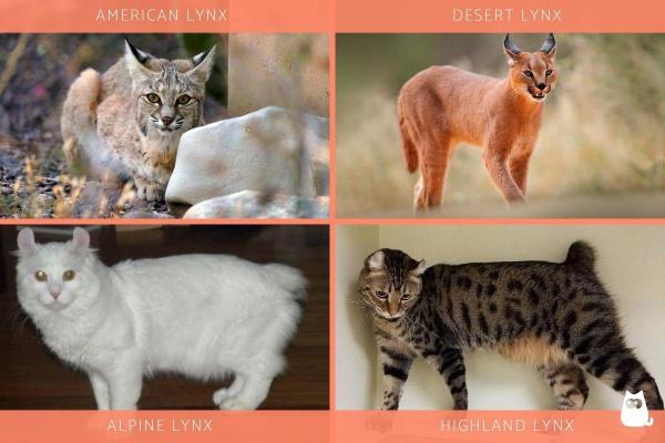 Razas de gatos sin cola - Gatos lince