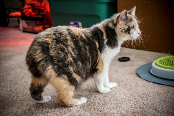 Razas de gatos sin cola - Isla de Man o gato Manx