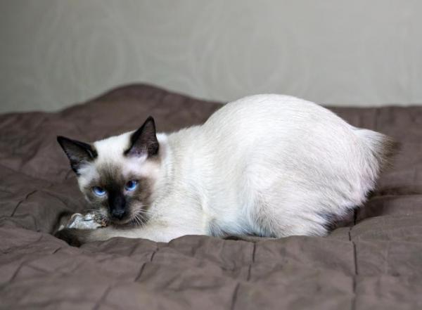 Razas de gatos sin cola - Bobtail del Mekong
