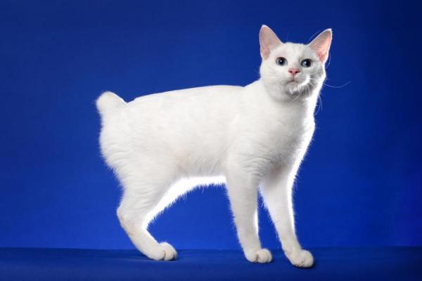 Razas de gatos sin cola - Bobtail japonés