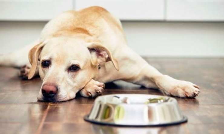 Puede el perro comer hígado? Beneficios y riesgos al respecto - Vida con Mascotas ▷➡️ Puede el perro comer hígado? Beneficios y riesgos al respecto - Vida con Mascotas ▷➡️