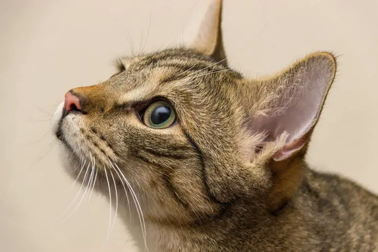Gato europeo