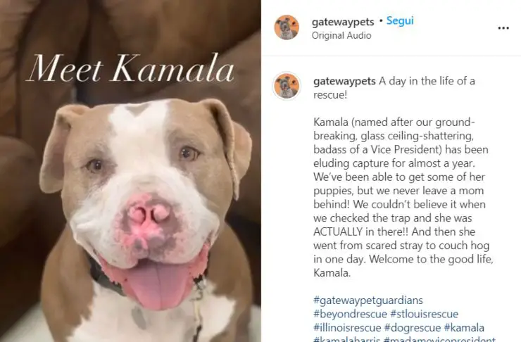 Kamala, perro sin nariz encontrado Kamala, perro sin nariz encontrado