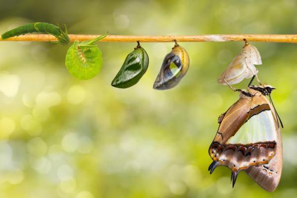 Ciclo de vida de la mariposa - Ciclo de vida de la mariposa