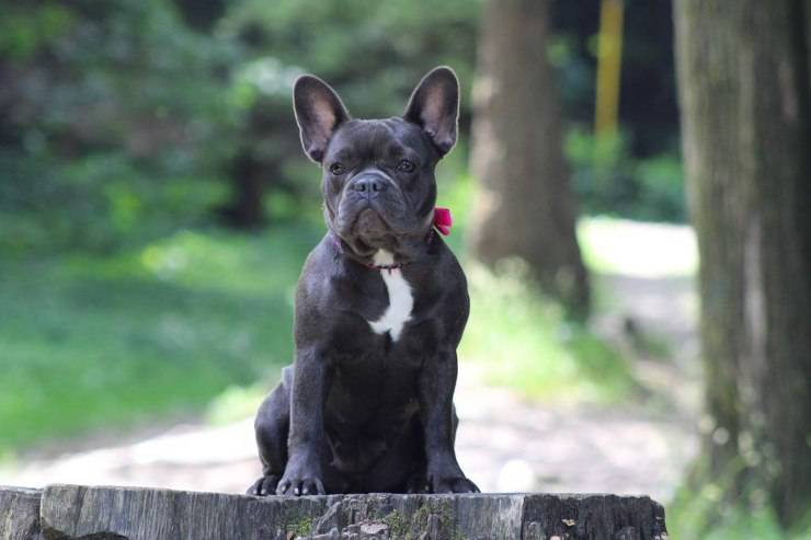 Bulldog Francés adulto