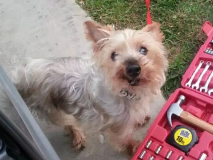 carta en movimiento perdida perrito mujer