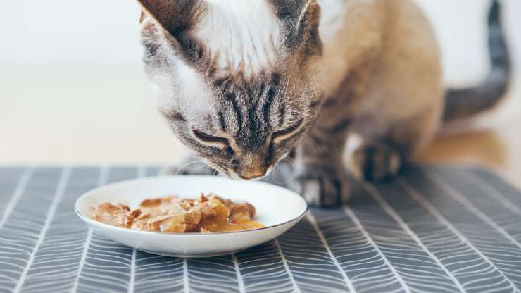 gato