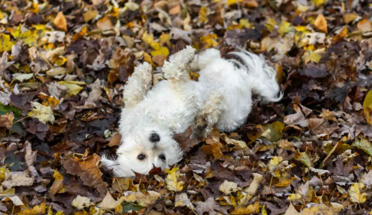 El perro rueda sobre cosas malolientes: todas las explicaciones del ...