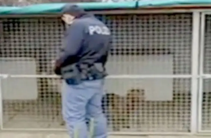 Hombre Bulldog arrestado