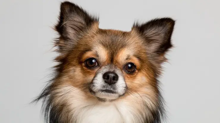 razas de perros compatibles con chihuahua