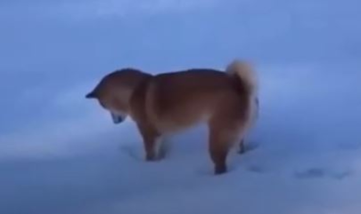 Video de huellas de nieve del cachorro de Shiba Inu