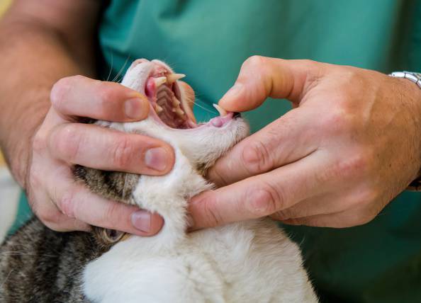 Receta veterinaria electrónica