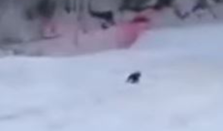 Video de Bear Skier