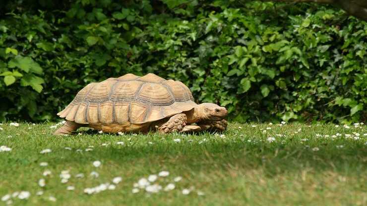 Tortuga terrestre Tortuga