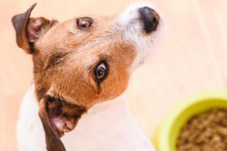 perro y comida frita
