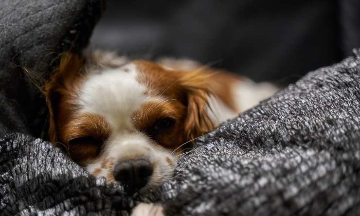 perro con dolor de pancreatitis
