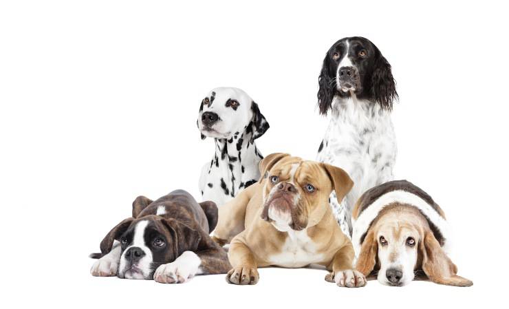 razas de perros criadas en Italia