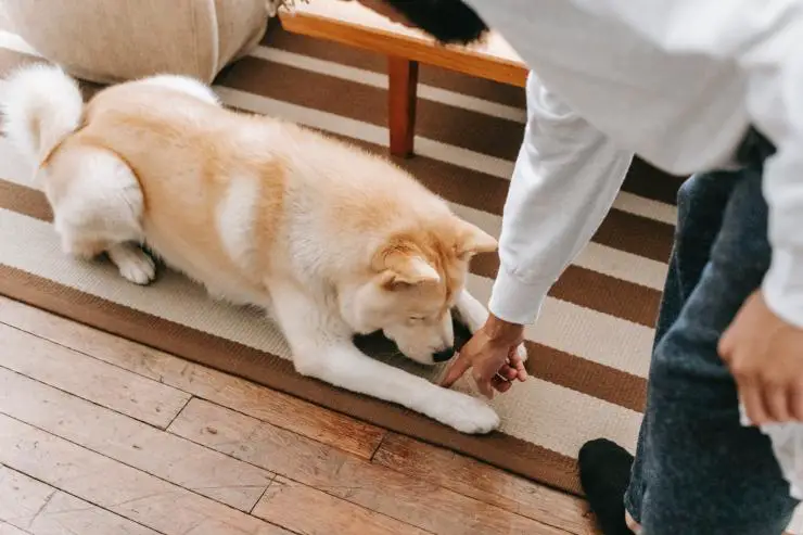 Perro, rezando Perro, rezando